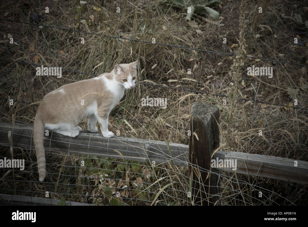 Tan e bianco tabby cat permanente sulla guida superiore della recinzione di legno nei pressi di campo Foto Stock