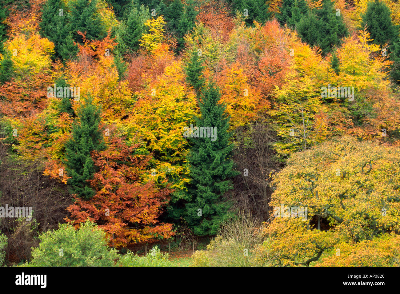 La piantagione di alberi mix sempreverdi e a foglia caduca in colori autunnali Farndale Foto Stock