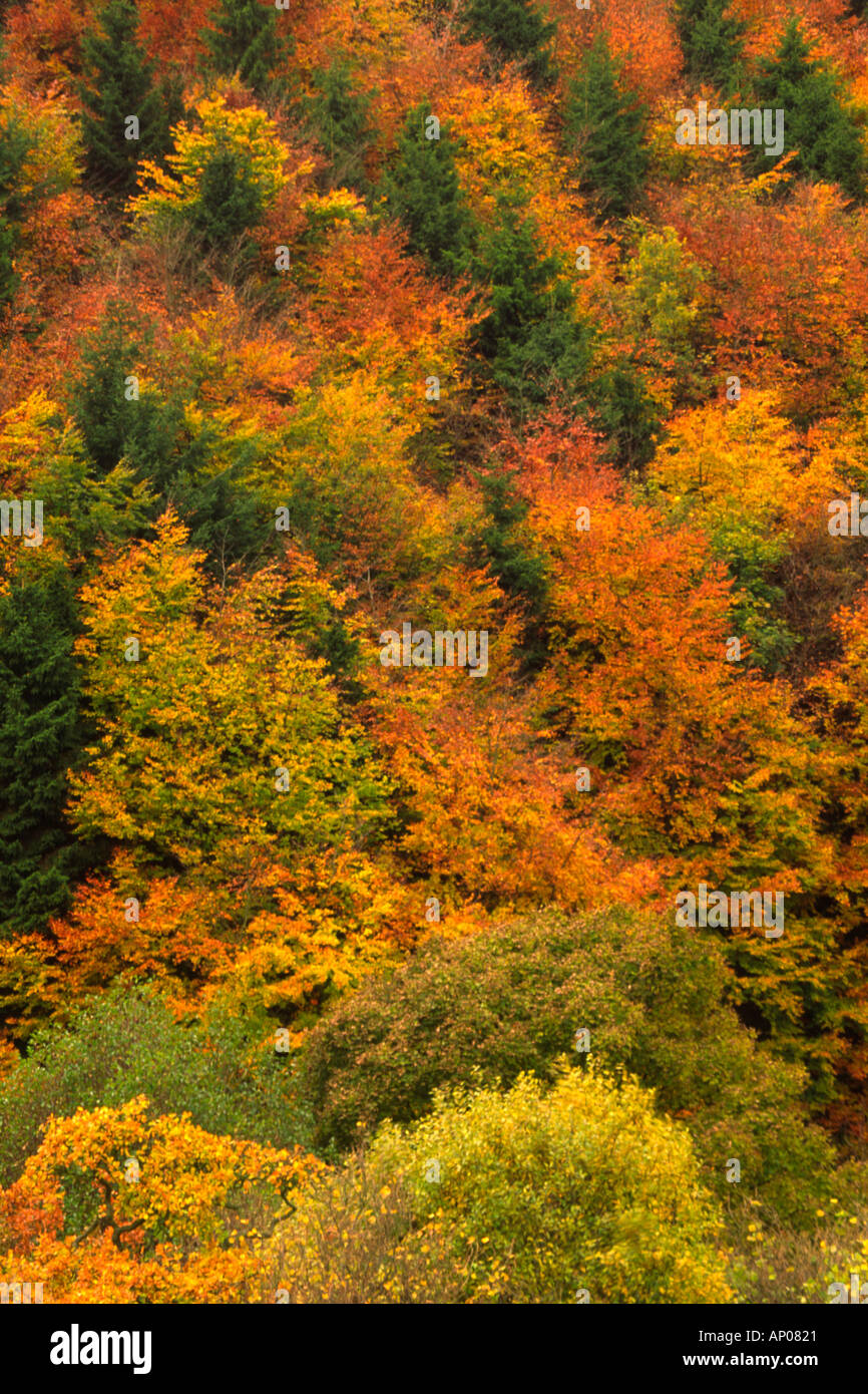 La piantagione di alberi mix sempreverdi e a foglia caduca in colori autunnali Farndale Foto Stock