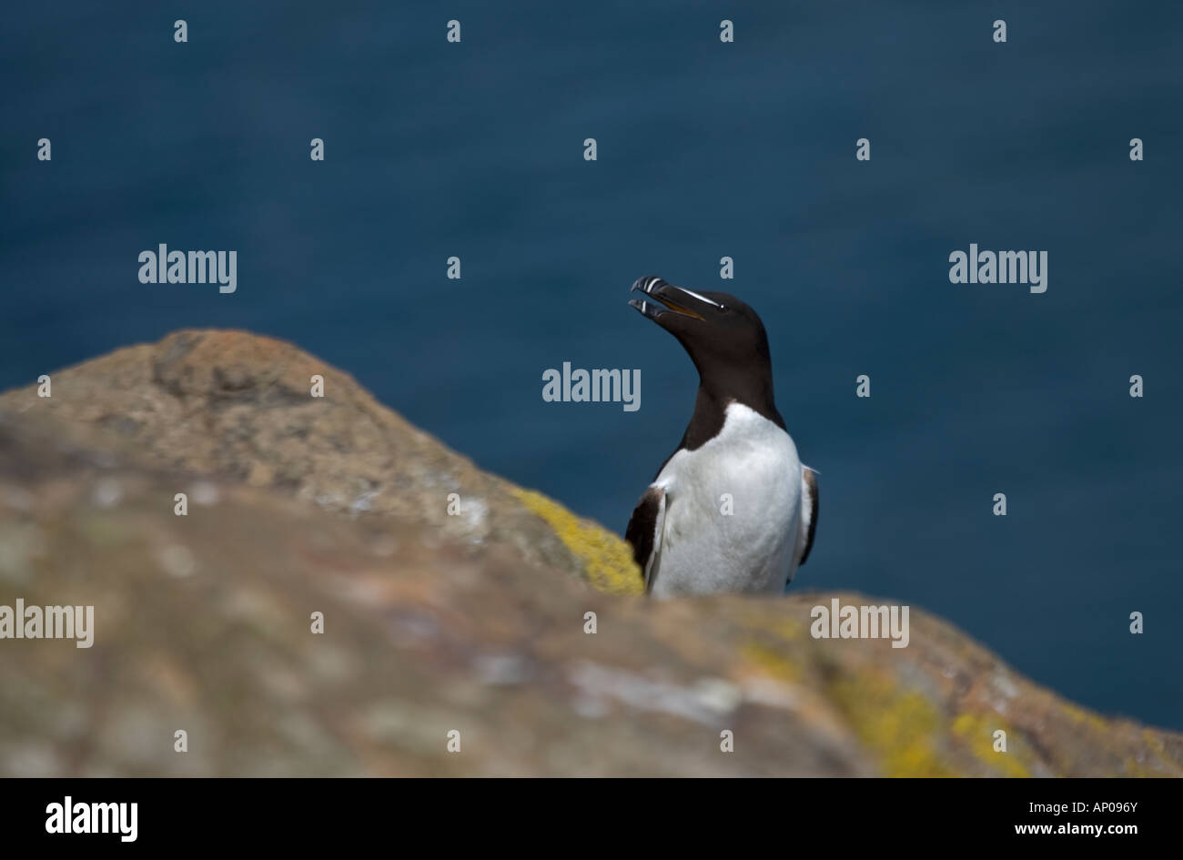 Ritratto Razorbill Skomer Island west wales Foto Stock