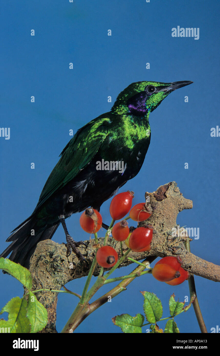 Emerald Starling (Coccycolius iris) . Lucida smeraldo Starling, Iris Glossy Starling. Foto Stock