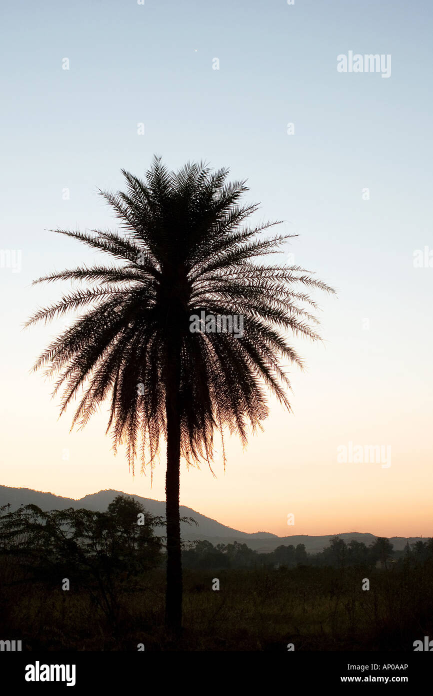 Data silhouette di palm nel paesaggio indiano Foto Stock