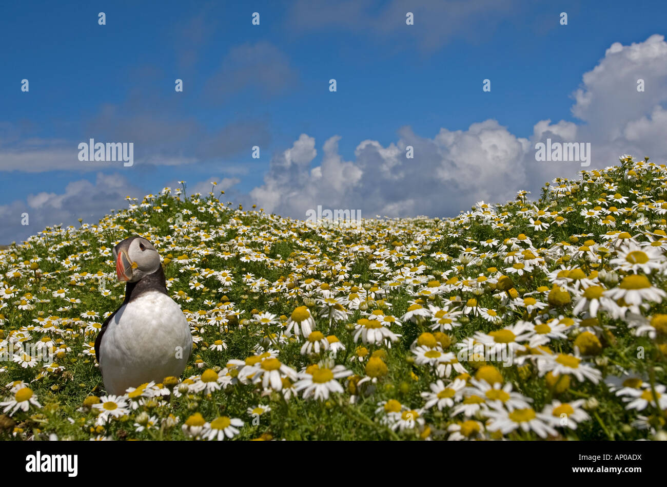 Puffin tra fiori luminosi sull isola skomer west wales Foto Stock
