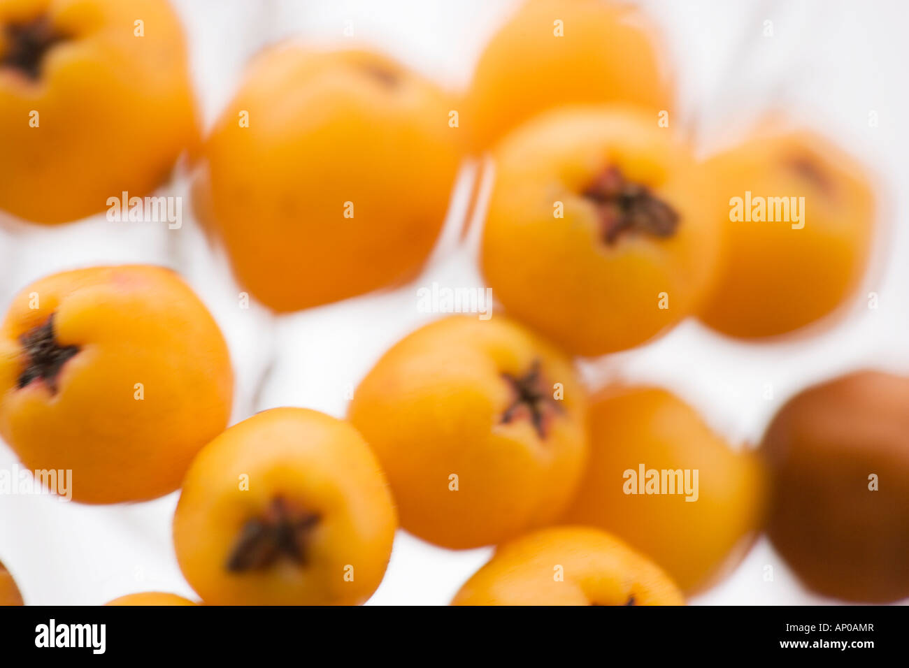 Bacche di colore arancione 'Pyracantha Saphyr Orange syn Cadange' in close up dettaglio Foto Stock