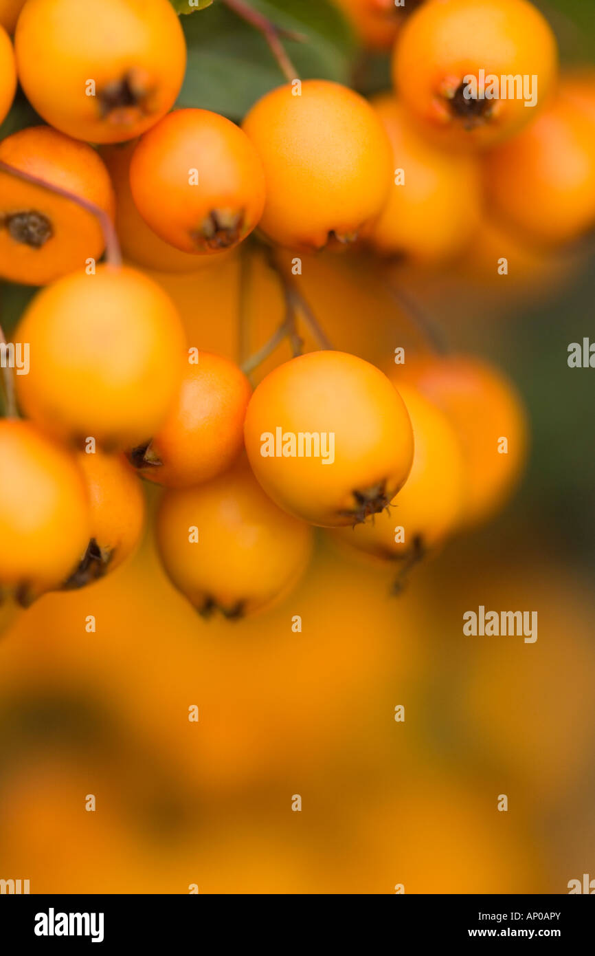 Bacche di colore arancione 'Pyracantha Saphyr Orange syn Cadange' in close up dettaglio Foto Stock