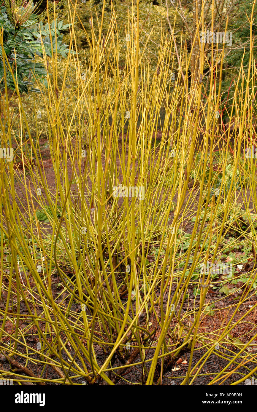 CORNUS SERACEA FLAVIRAMEA AGM Foto Stock