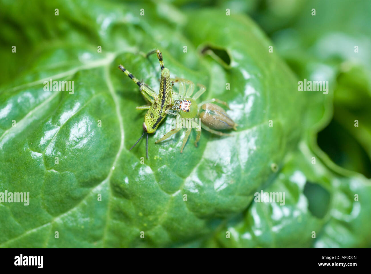 Green jumping spider Mopsus mormon con grasshopper Foto Stock