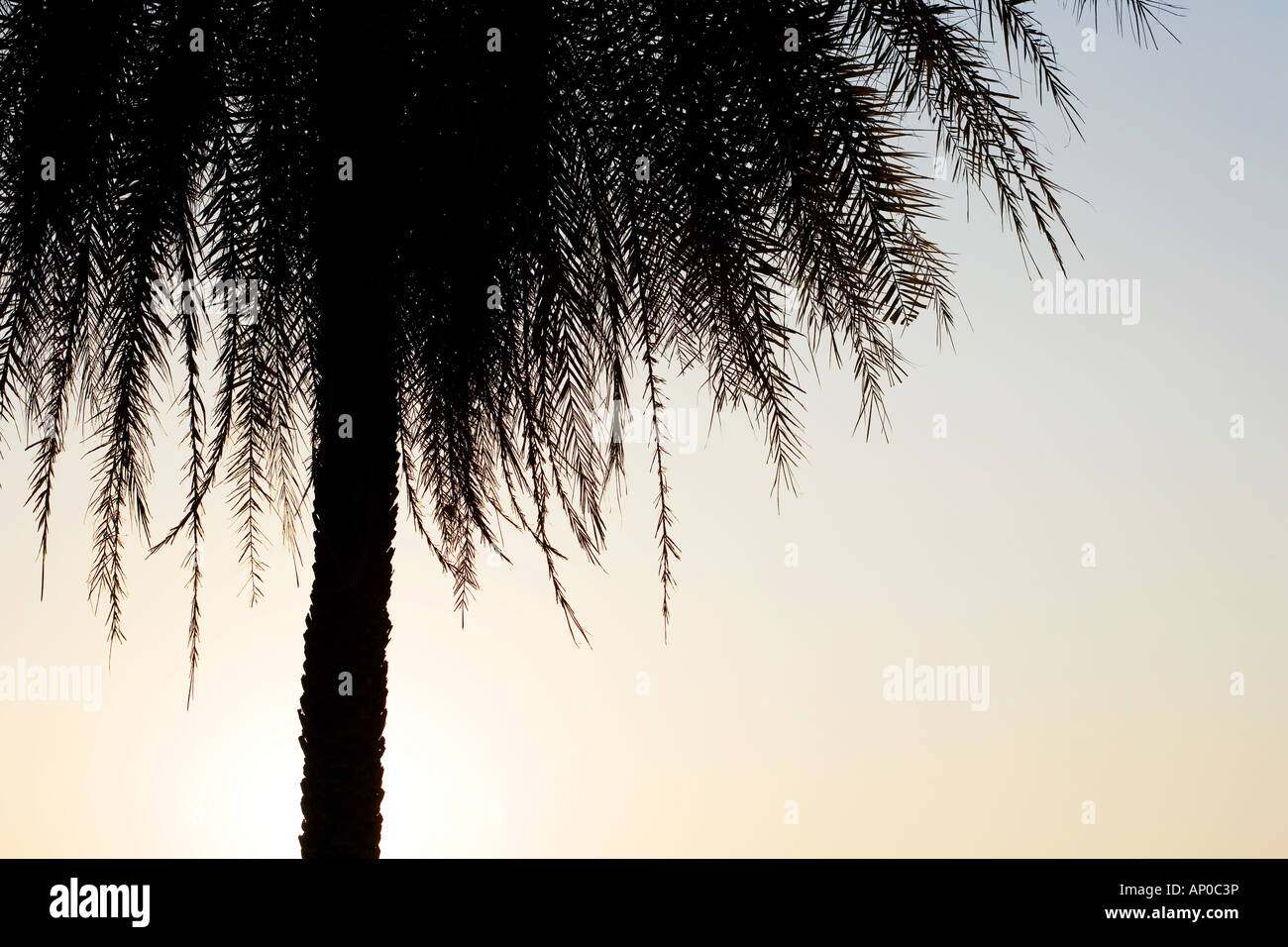 Data palm silhouette close up Foto Stock