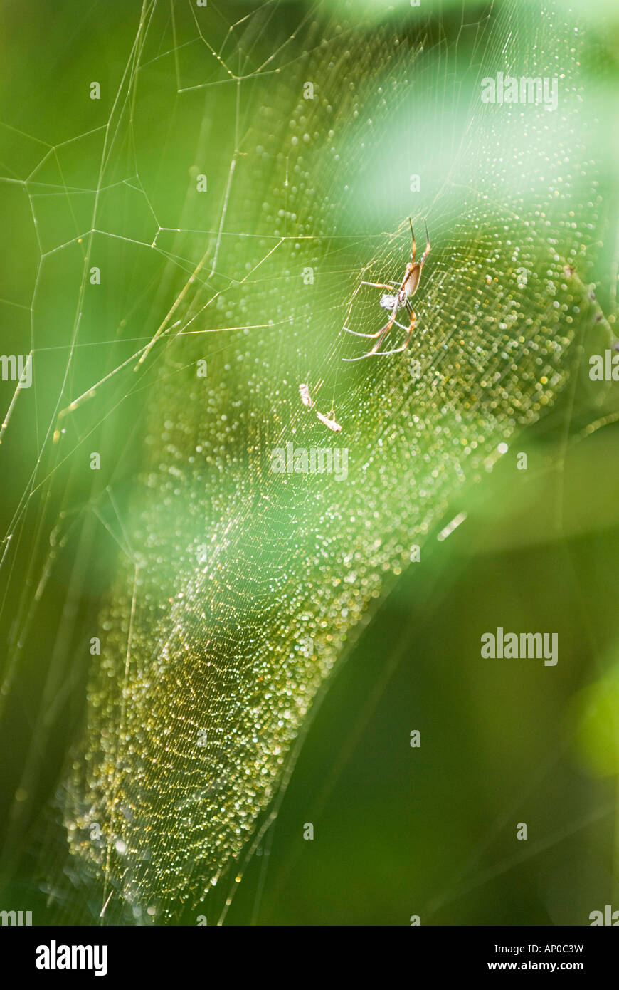 Golden Orbweaver ragno sul suo spiderweb Foto Stock