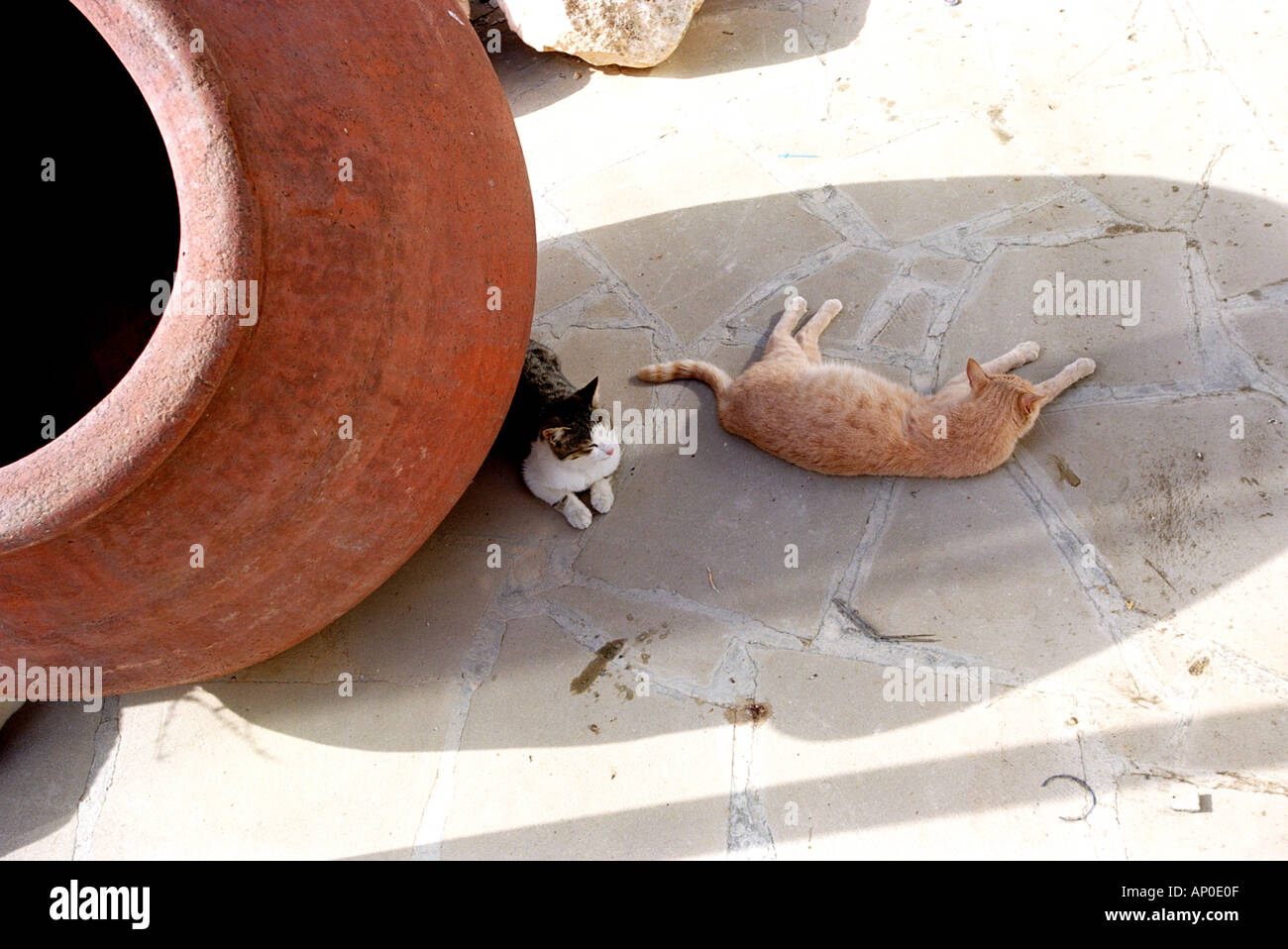 Due gatti riposare all'ombra di una pentola di Cipro Foto Stock