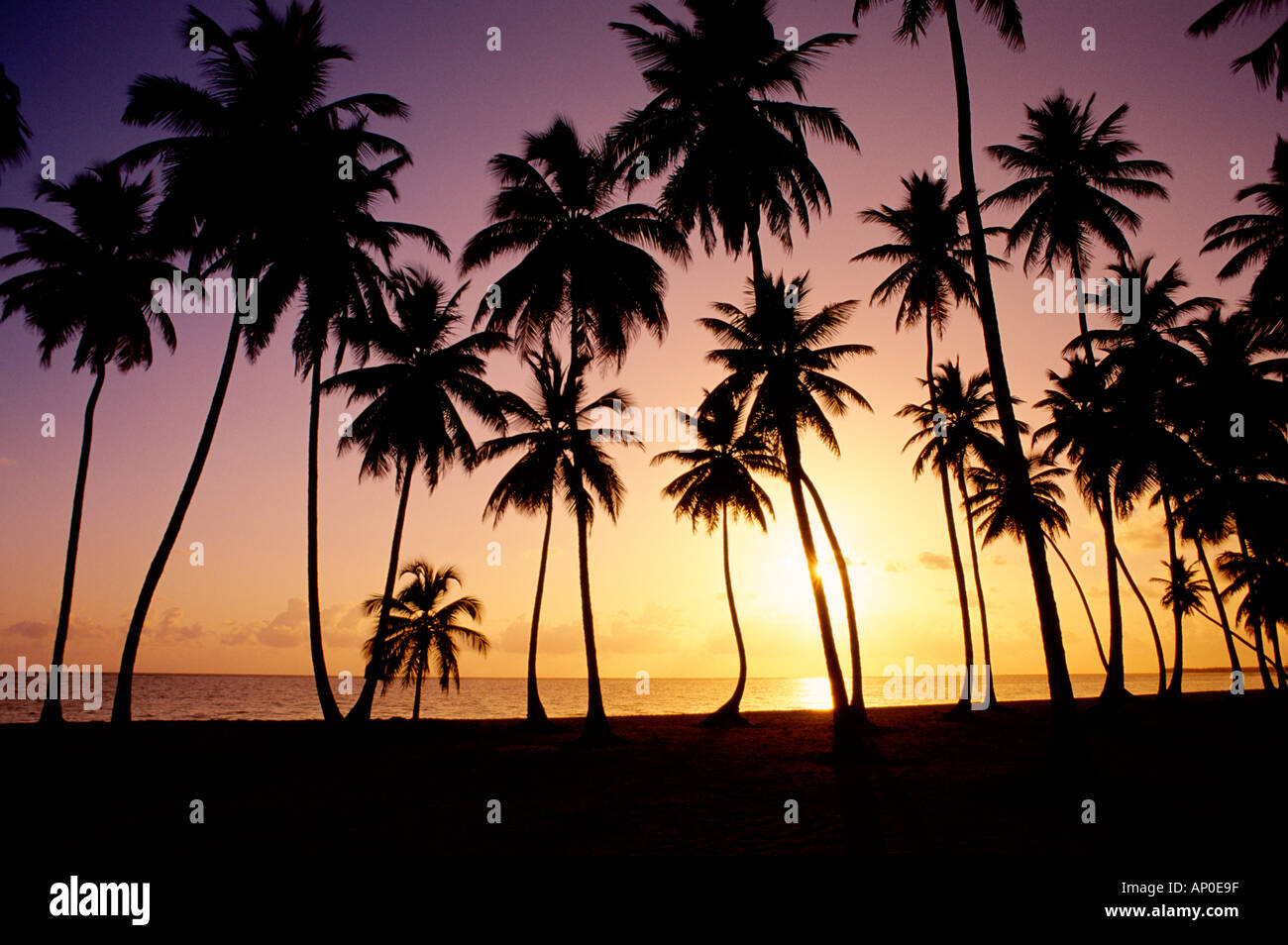 Sole che tramonta dietro al profilarsi Palme fodera Repubblica Dominicana Beach in Punta Cana Foto Stock