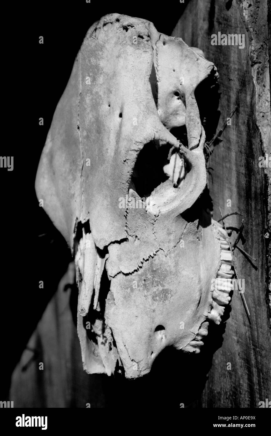 Questa è una foto di una mucca del cranio che era appeso sul lato di un vecchio fienile. Foto Stock