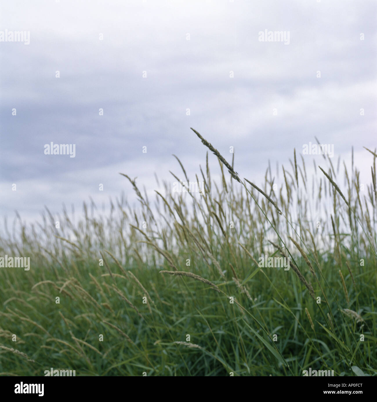 erba di prateria Foto Stock