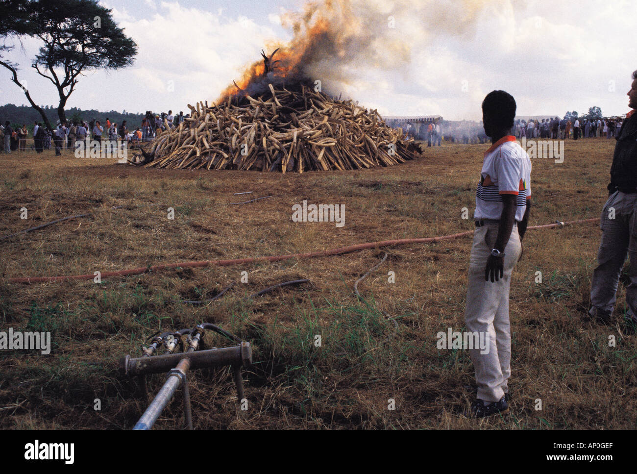 Avorio di elefante falò 18 luglio 1989 il Parco Nazionale di Nairobi Kenya Africa orientale Foto Stock