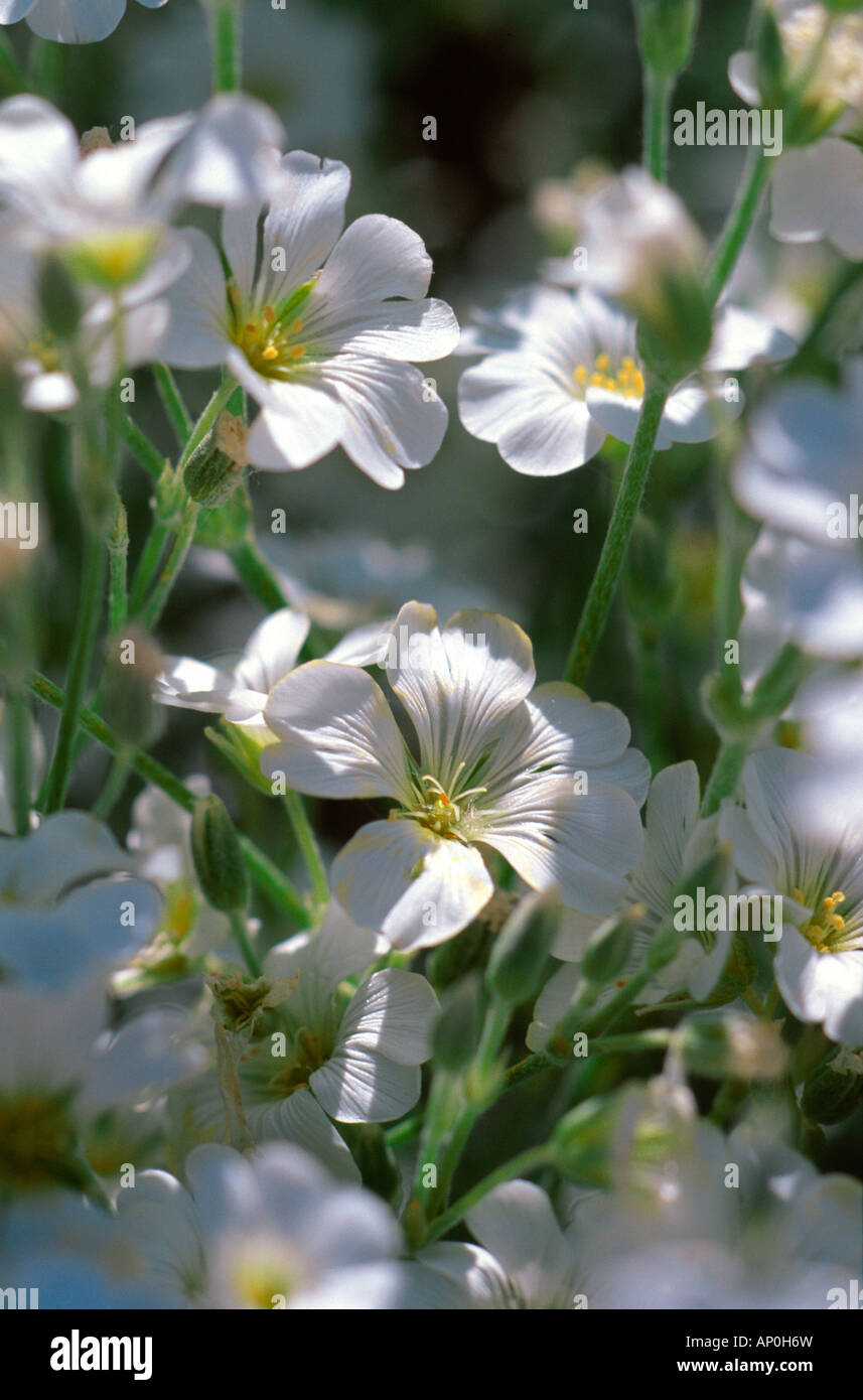 Fiori bianchi Cerastium tomentosum neve d'estate Colorado USA Foto Stock