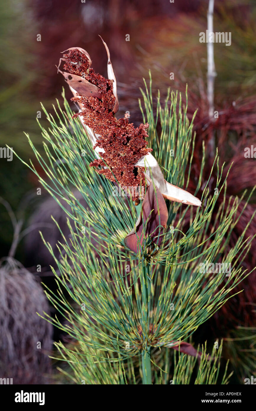 Cape Reed-Elegia capensis-famiglia Restionaceae Foto Stock