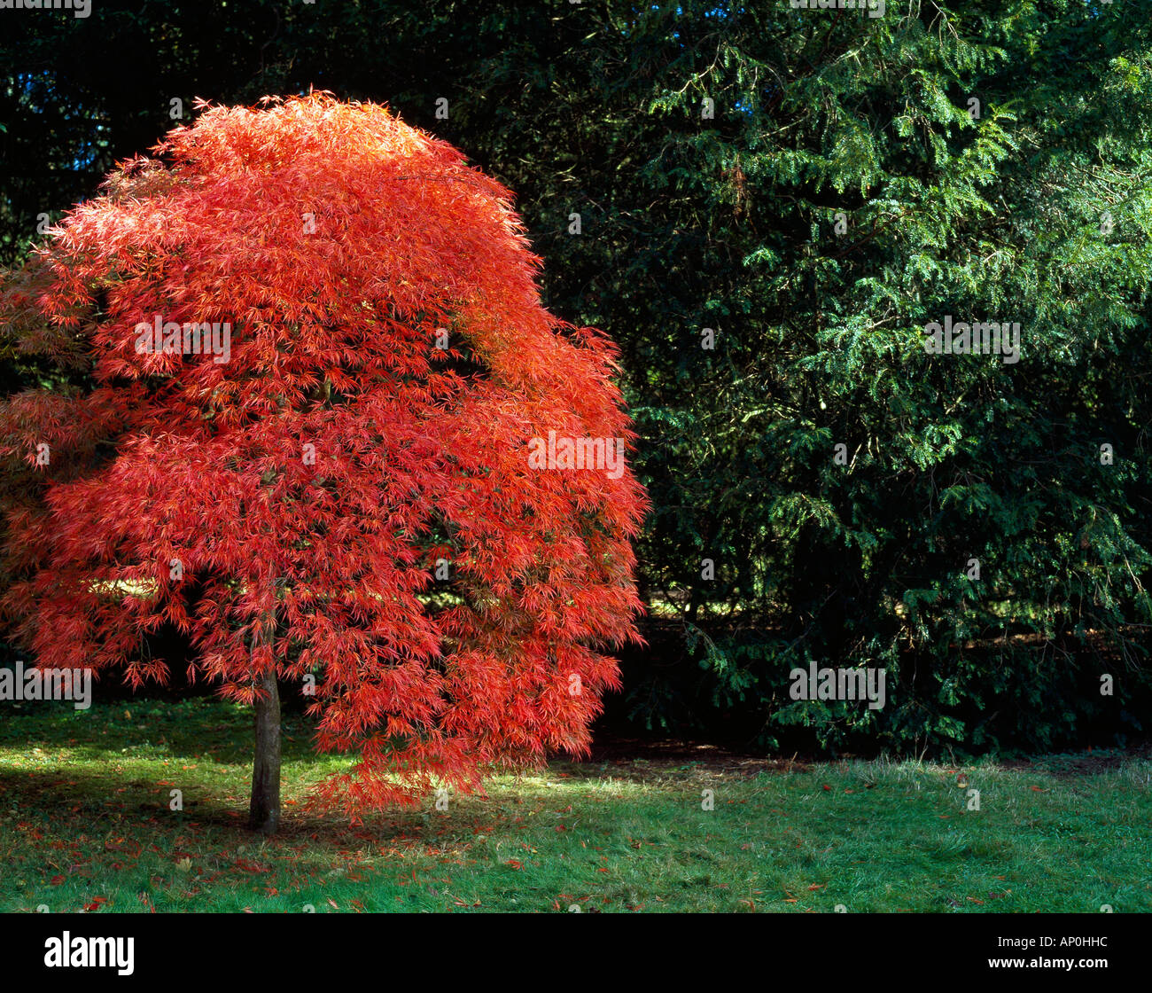 Rosso acero in autunno giardino Foto Stock