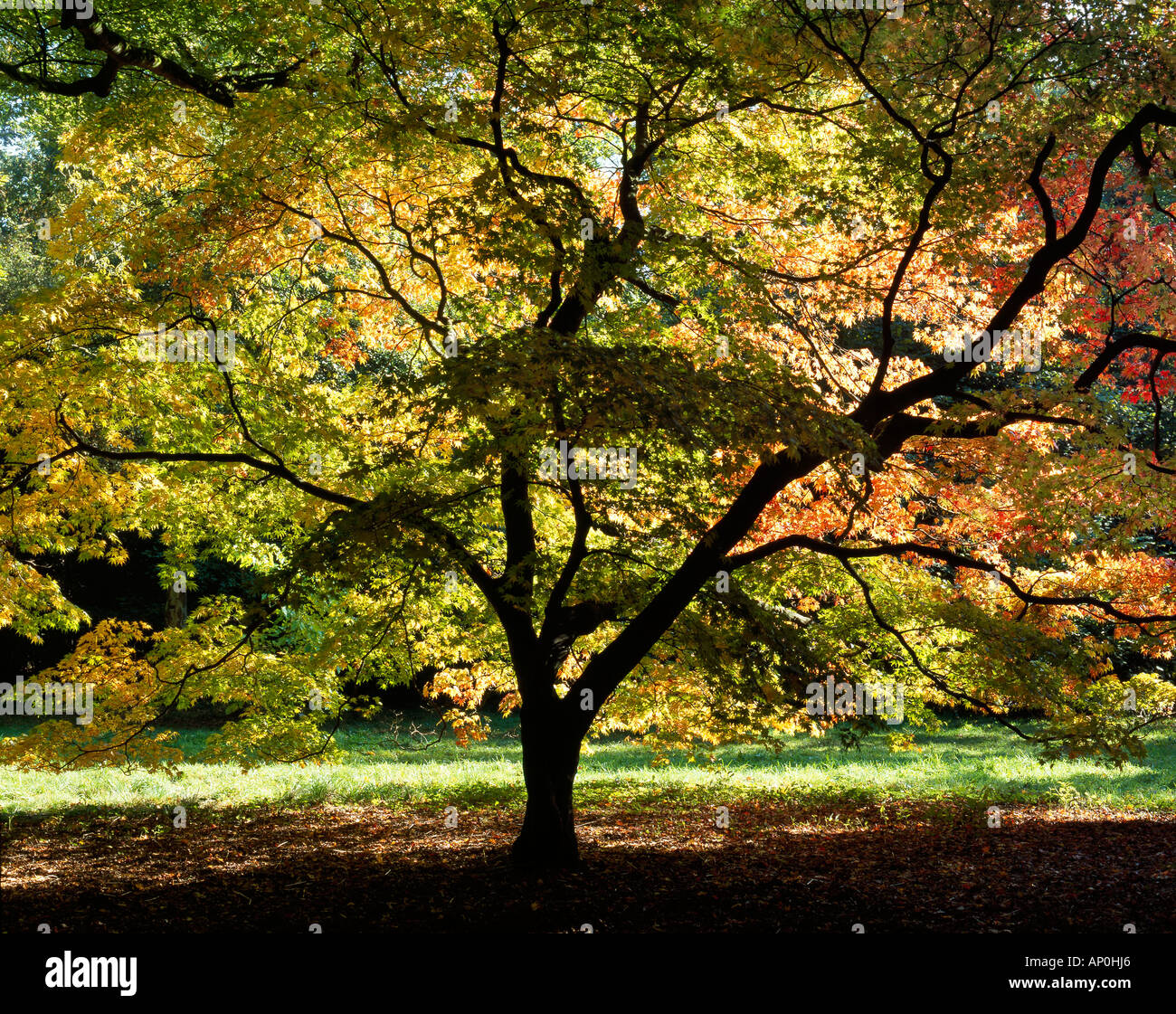 Acer Albero in autunno giardino Foto Stock