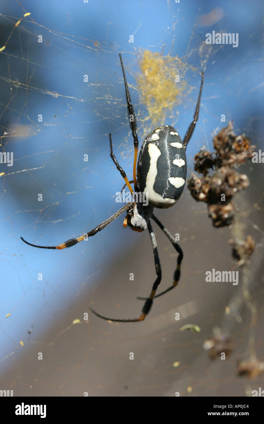 Femmina di Golden Orb Spider Foto Stock