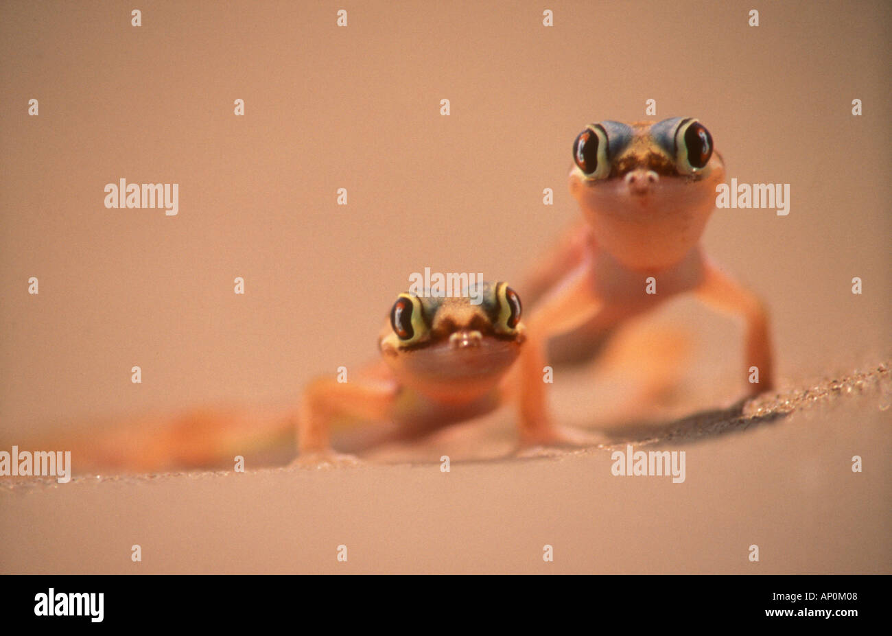 Web footed gechi Palmatogecko blocchi rangei Namib Desert Namibia Foto Stock