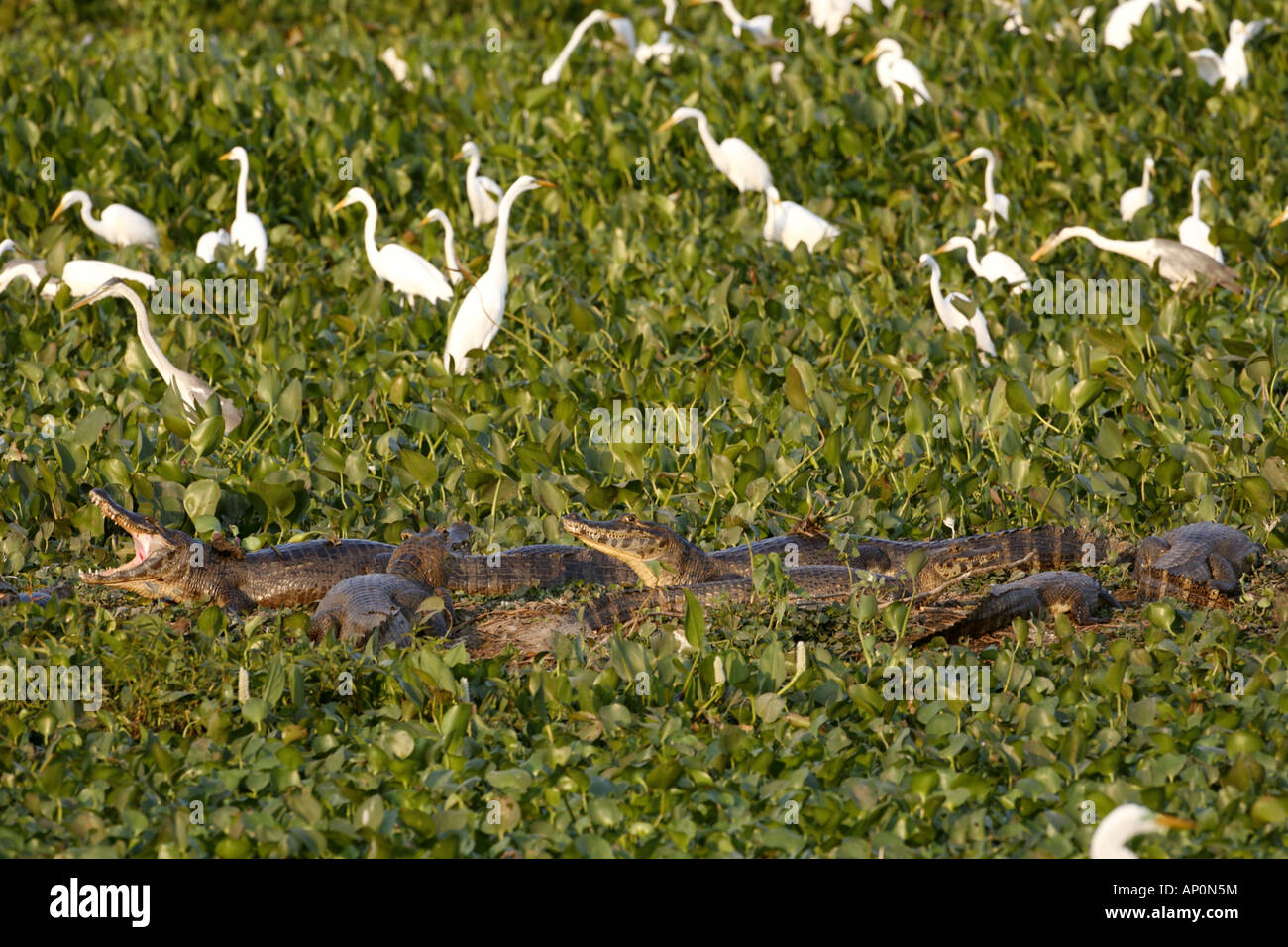 Caimano Pantanal con grande garzette Foto Stock