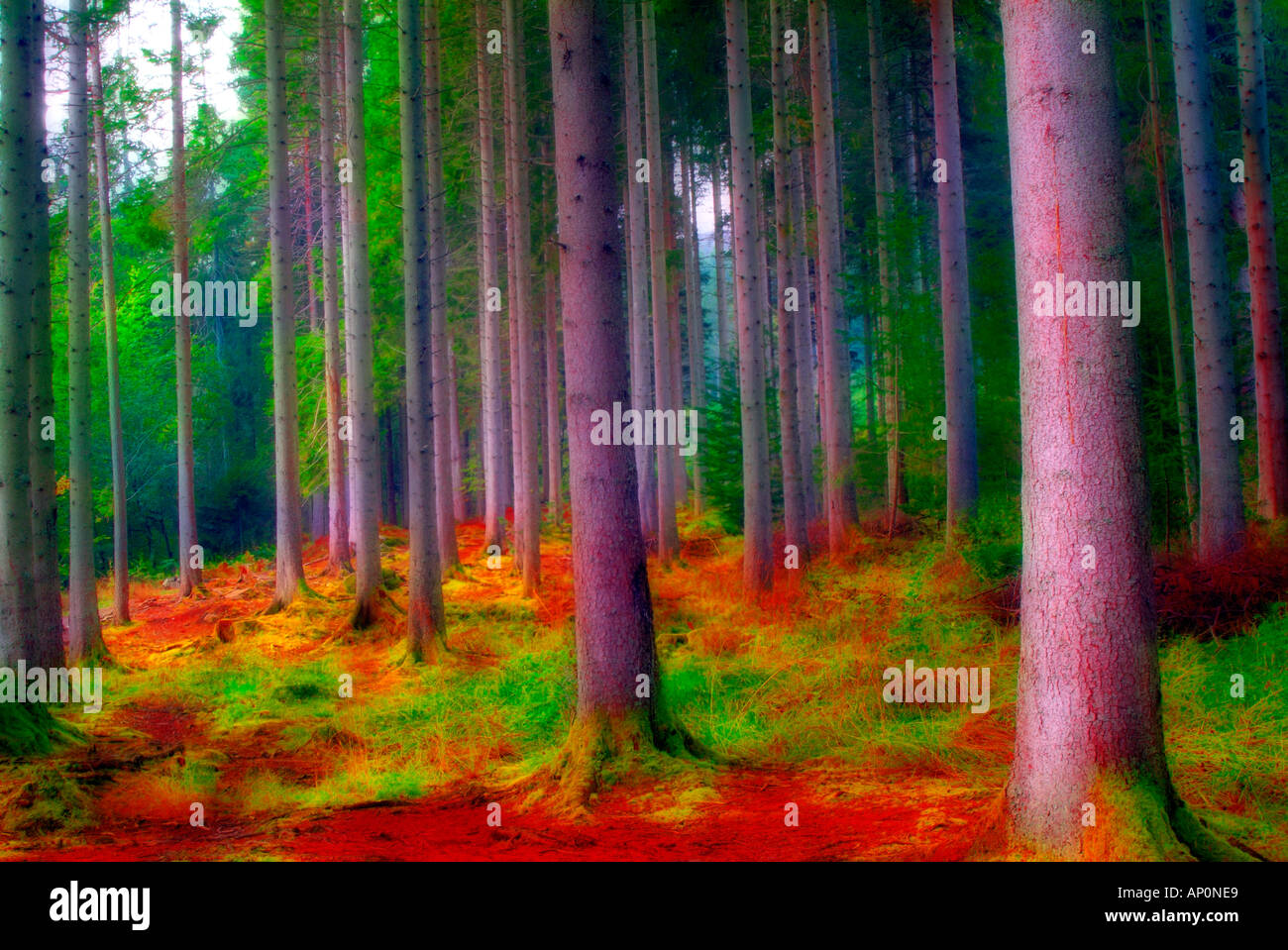 Paesaggio Forestale presso l'eremo Perthshire Scozia Scotland Foto Stock