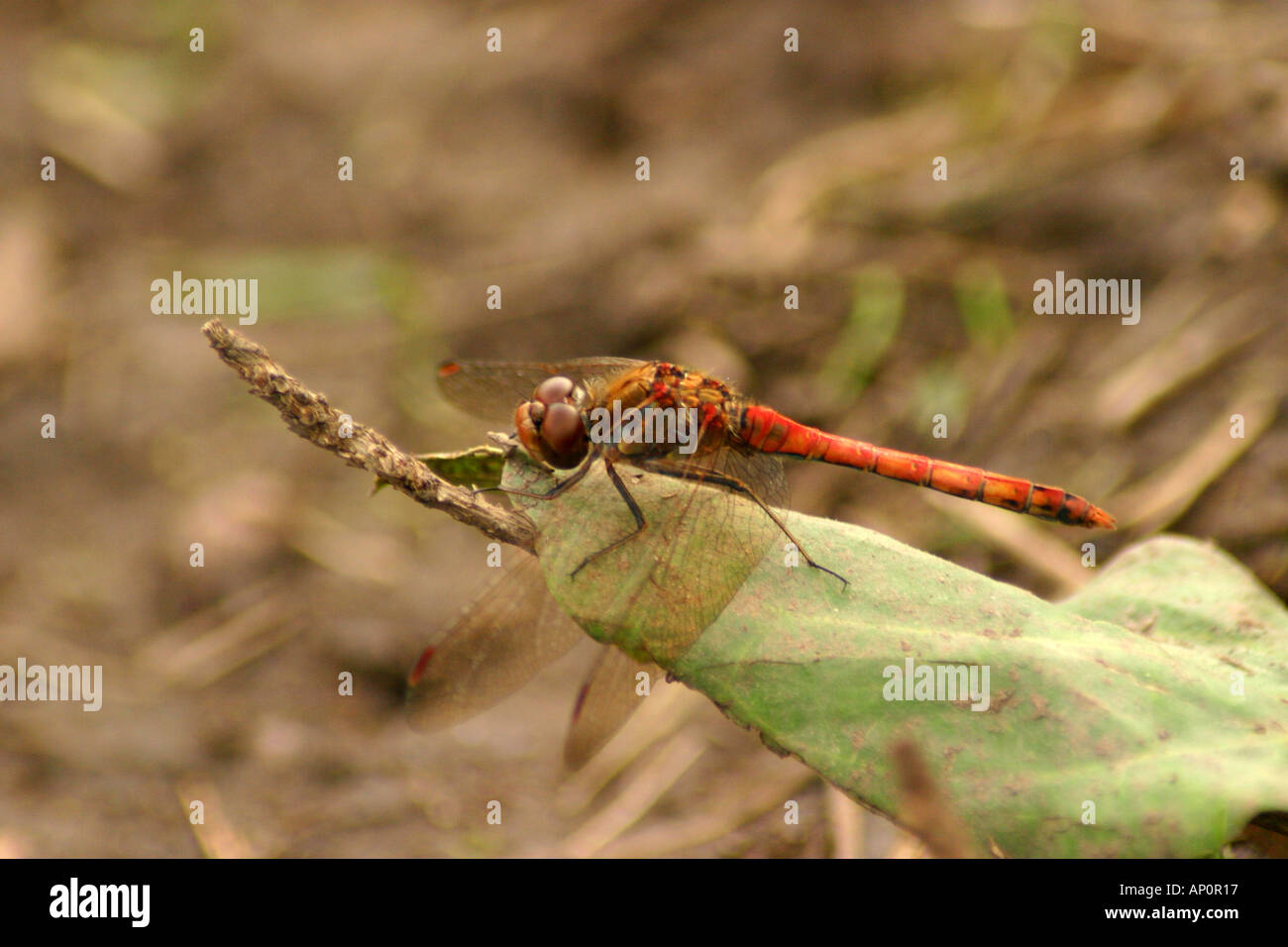 Common darter dragonfly sympetrum striolatum Foto Stock