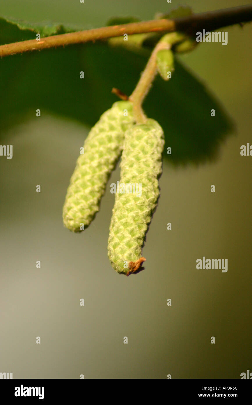 Hazel o dado di Cob Corylus avellana Foto Stock