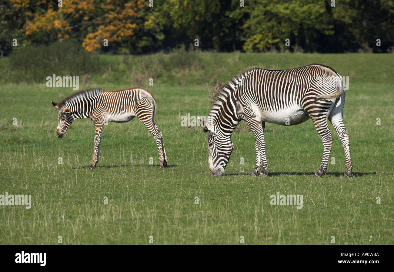 Di Grevy Zebra e il puledro di Equus grevyi Foto Stock