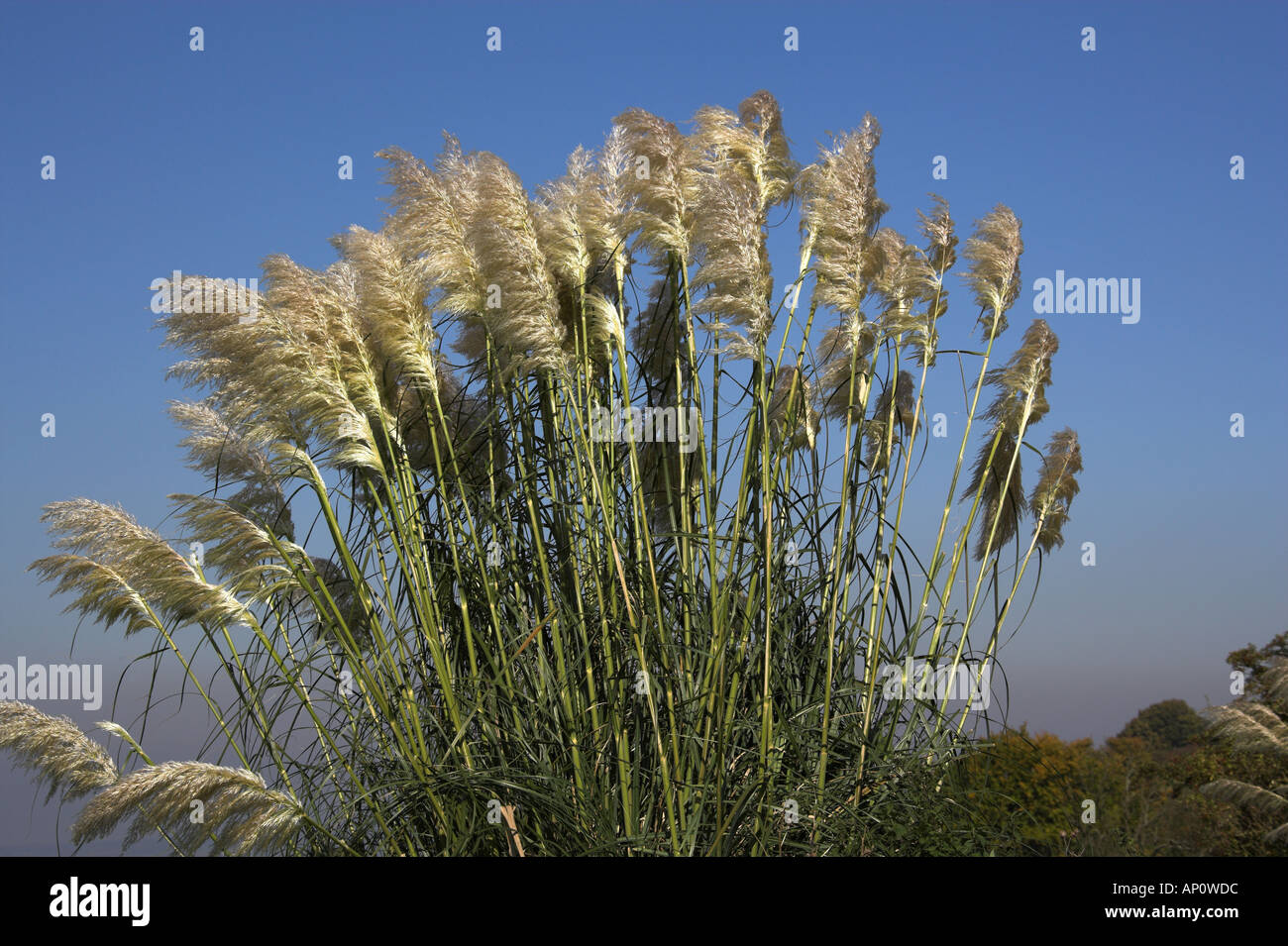 Pampa erba, Cortaderia selloana, Poaceae Foto Stock