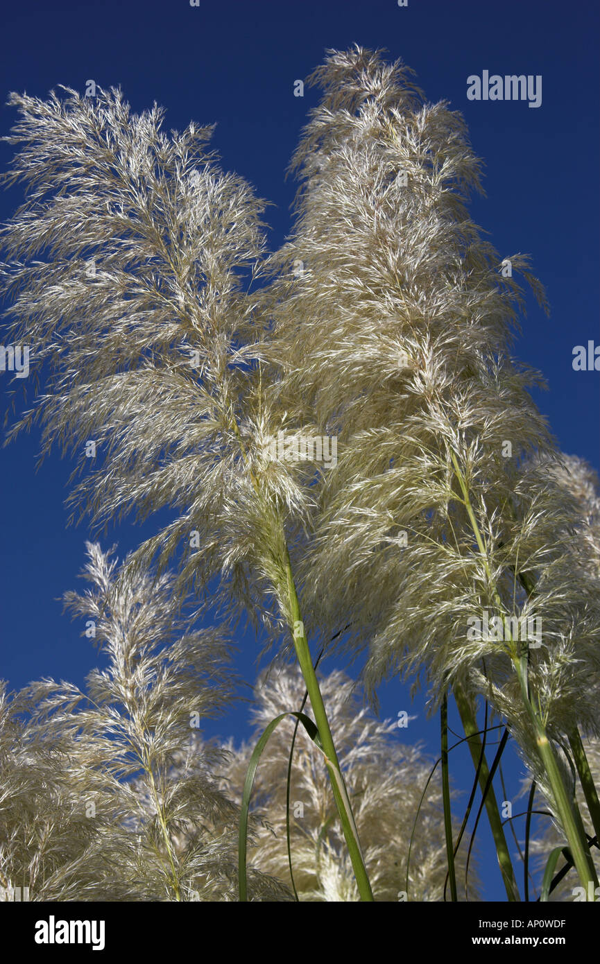 Pampa erba, Cortaderia selloana, Poaceae Foto Stock