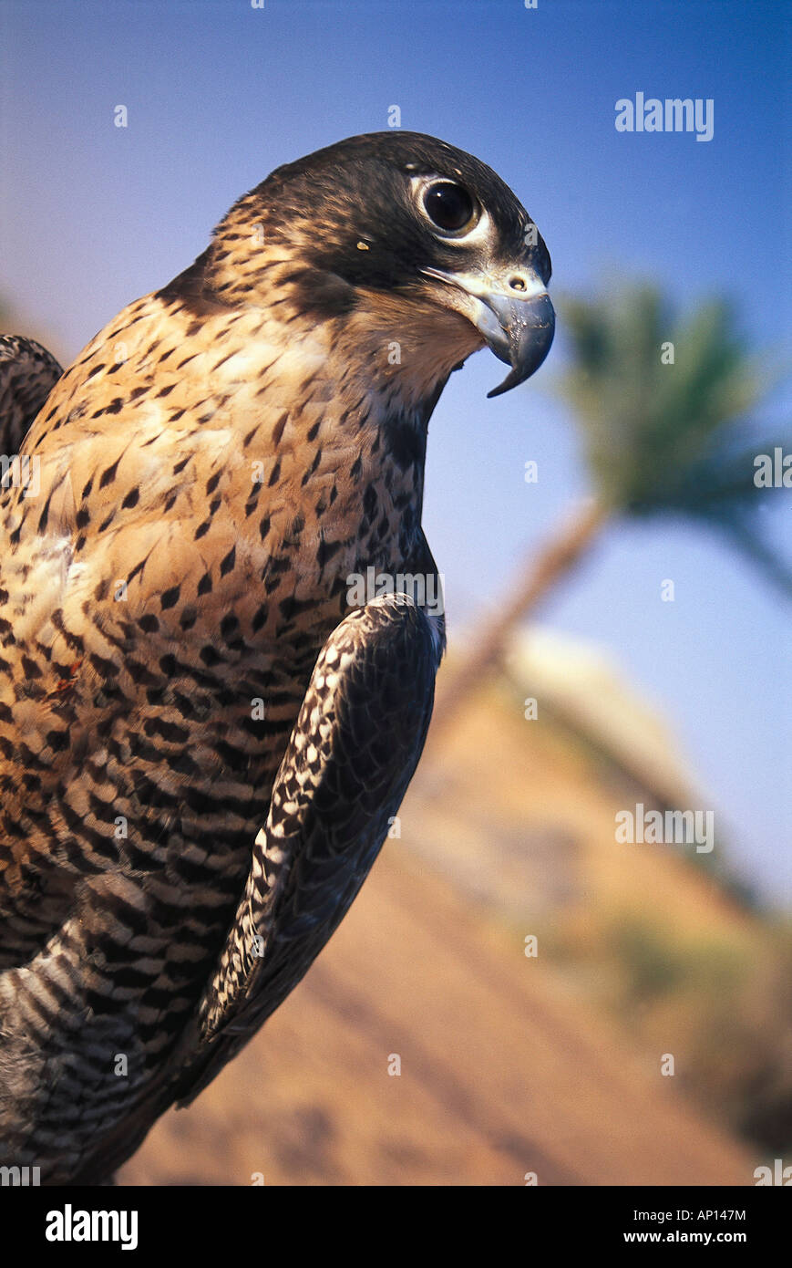 Jagdfalke, Al Maha Desert Resort, Dubai, UAE Foto Stock