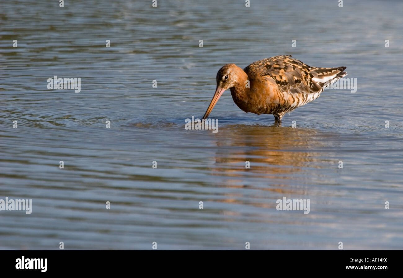 Torna tailed Godwit Foto Stock