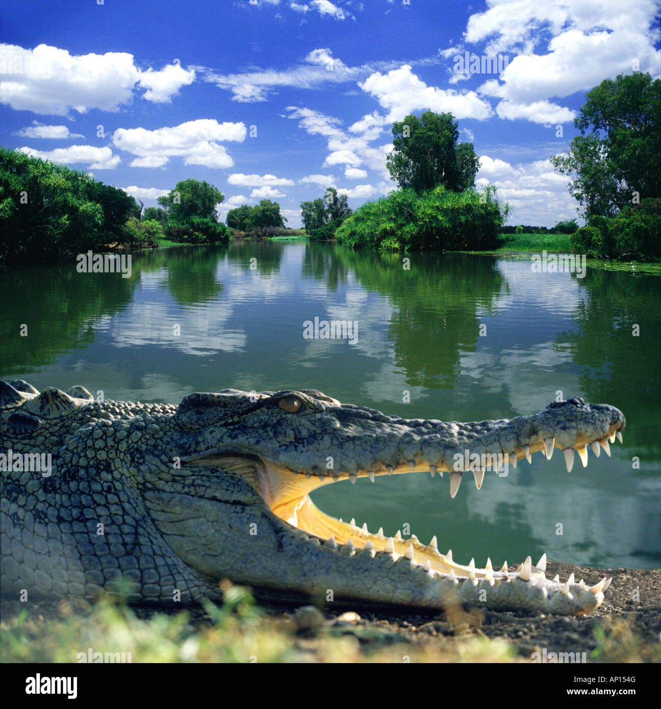 Coccodrillo di acqua salata di Arnhem Land, Territorio del Nord, l'Australia Foto Stock