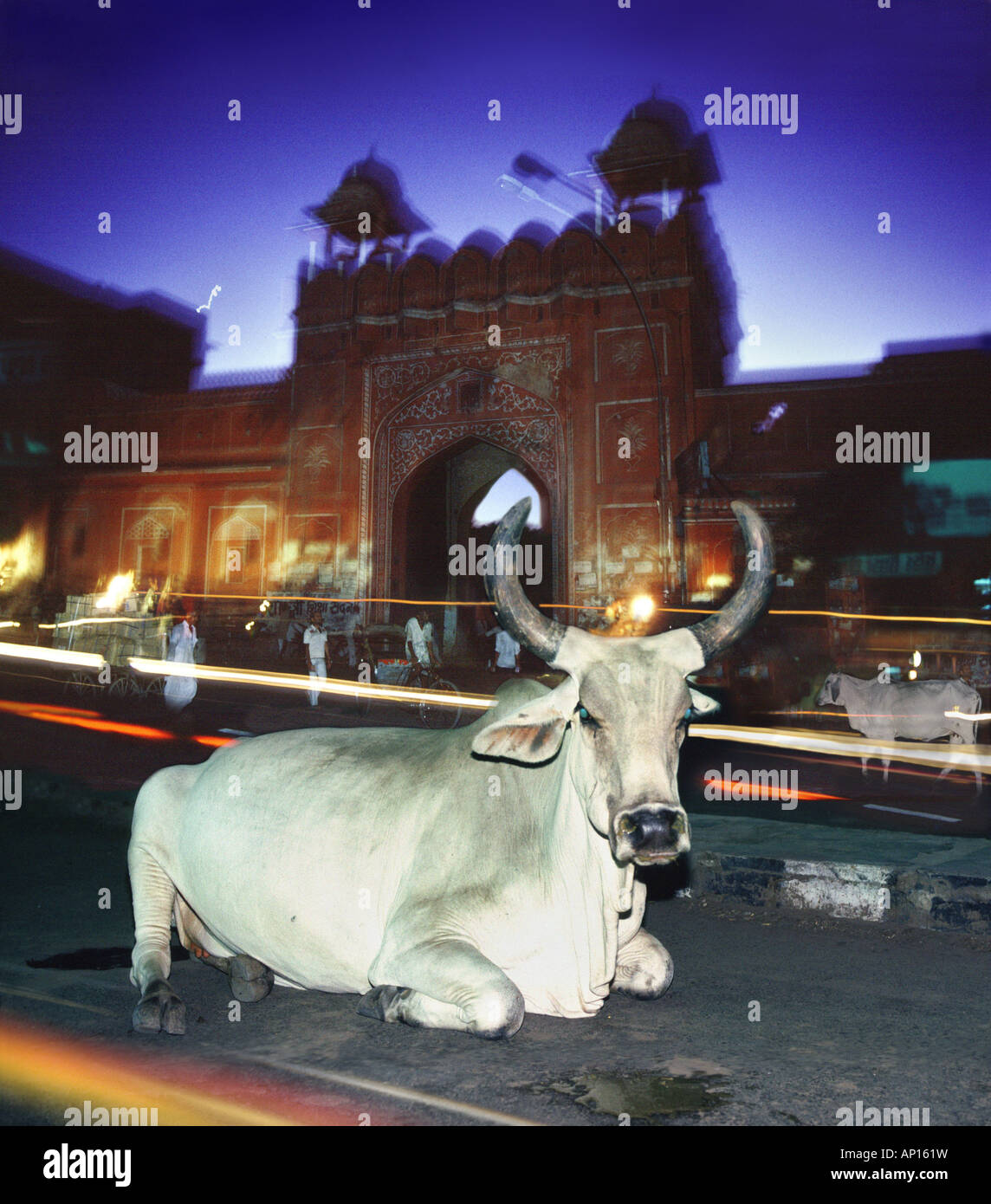 Vacca Sacra nella Città Rosa, Jaipur, Rajasthan, India, Asia Foto Stock