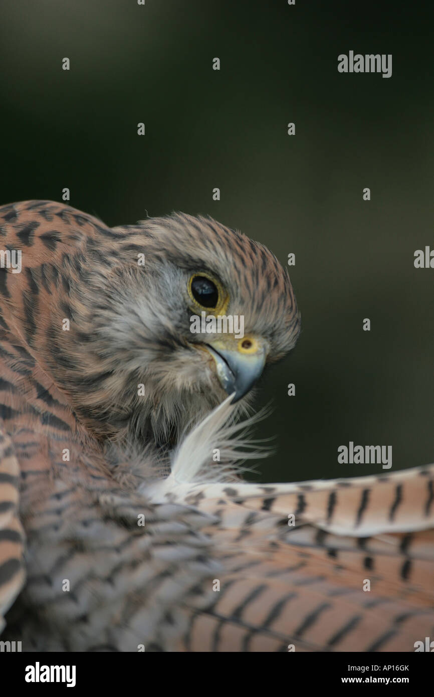 Il Gheppio Falco tinnunculus preening la sua coda di piume Foto Stock