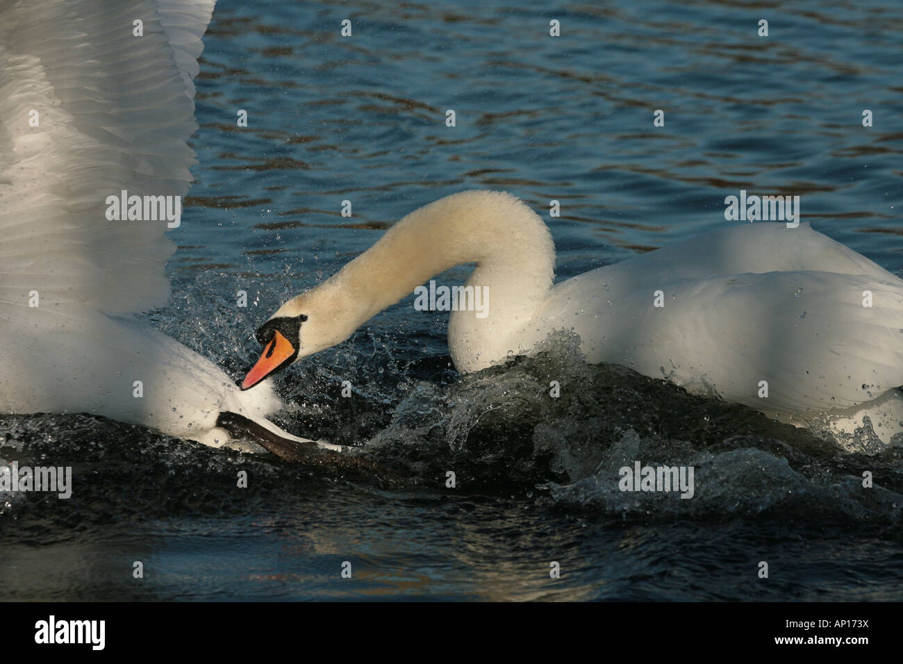 Cigno Cygnus olor attaccando un altro swan Foto Stock