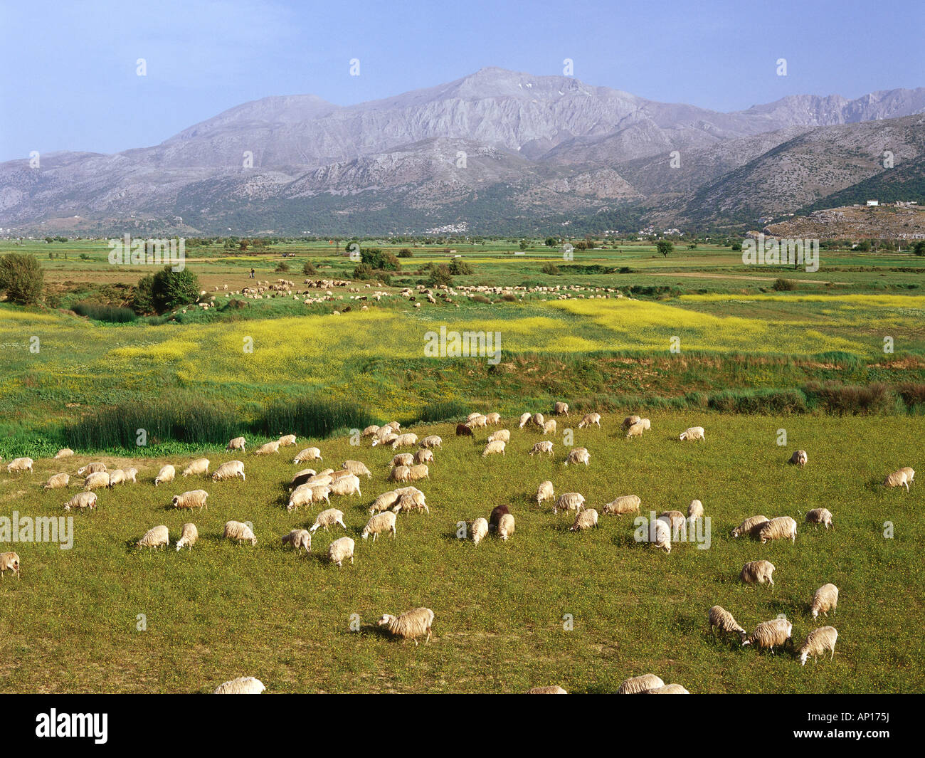 Allevamento di ovini, Dikti montagne, altopiano di Lassithi, Creta, Grecia Foto Stock