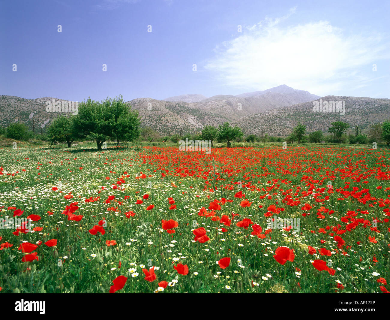 Fiore in fiore prato, Dikti montagne, altopiano di Lassithi, Creta, Grecia Foto Stock