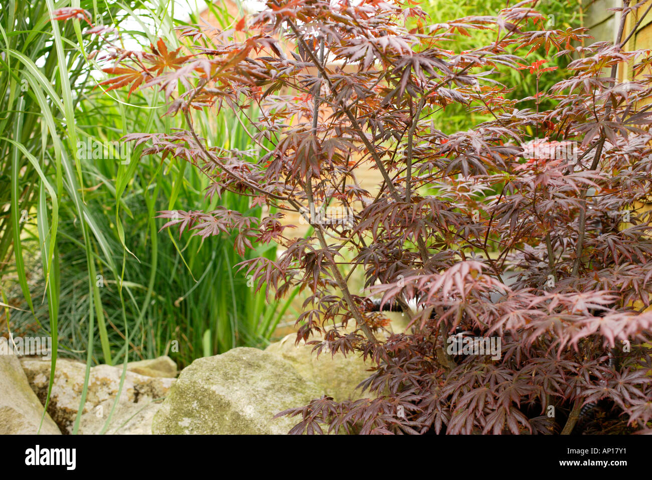 Acer Palmatum Dissectum 'petardo'. Acero Giapponese Ramo Di Albero E Foglie Contro Uno Sfondo Bianco H0dwmb - Foto 3