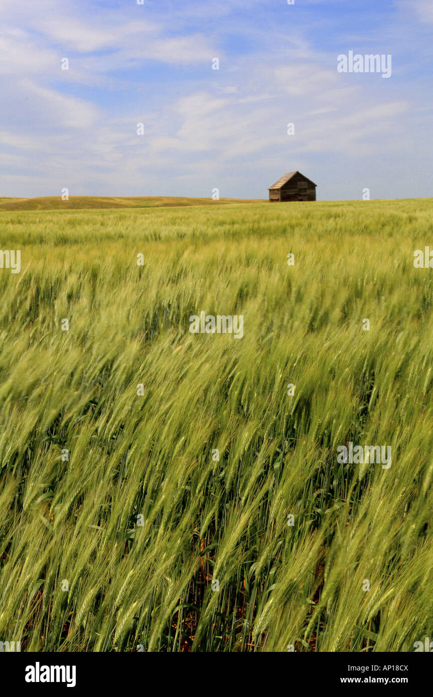 Campo di mais in provincia di Saskatchewan, Canada Foto Stock