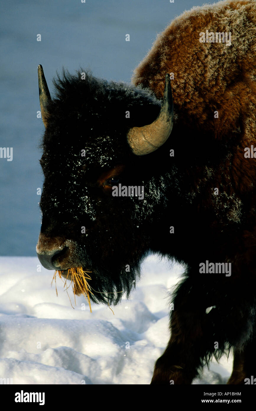 Bison, Yellowstone Nationalpark, Wyoming USA Foto Stock