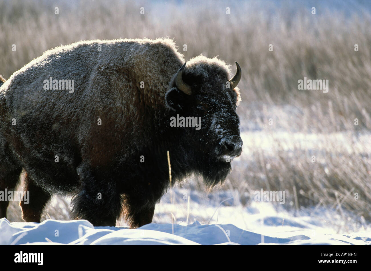 Bison, Yellowstone Nationalpark, Wyoming USA Foto Stock