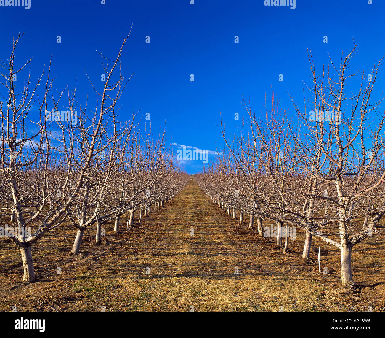 Agricoltura - Red delicious ad alta densità di Meleto in primavera fase dormiente / Contea di Yakima, Washington, Stati Uniti d'America. Foto Stock