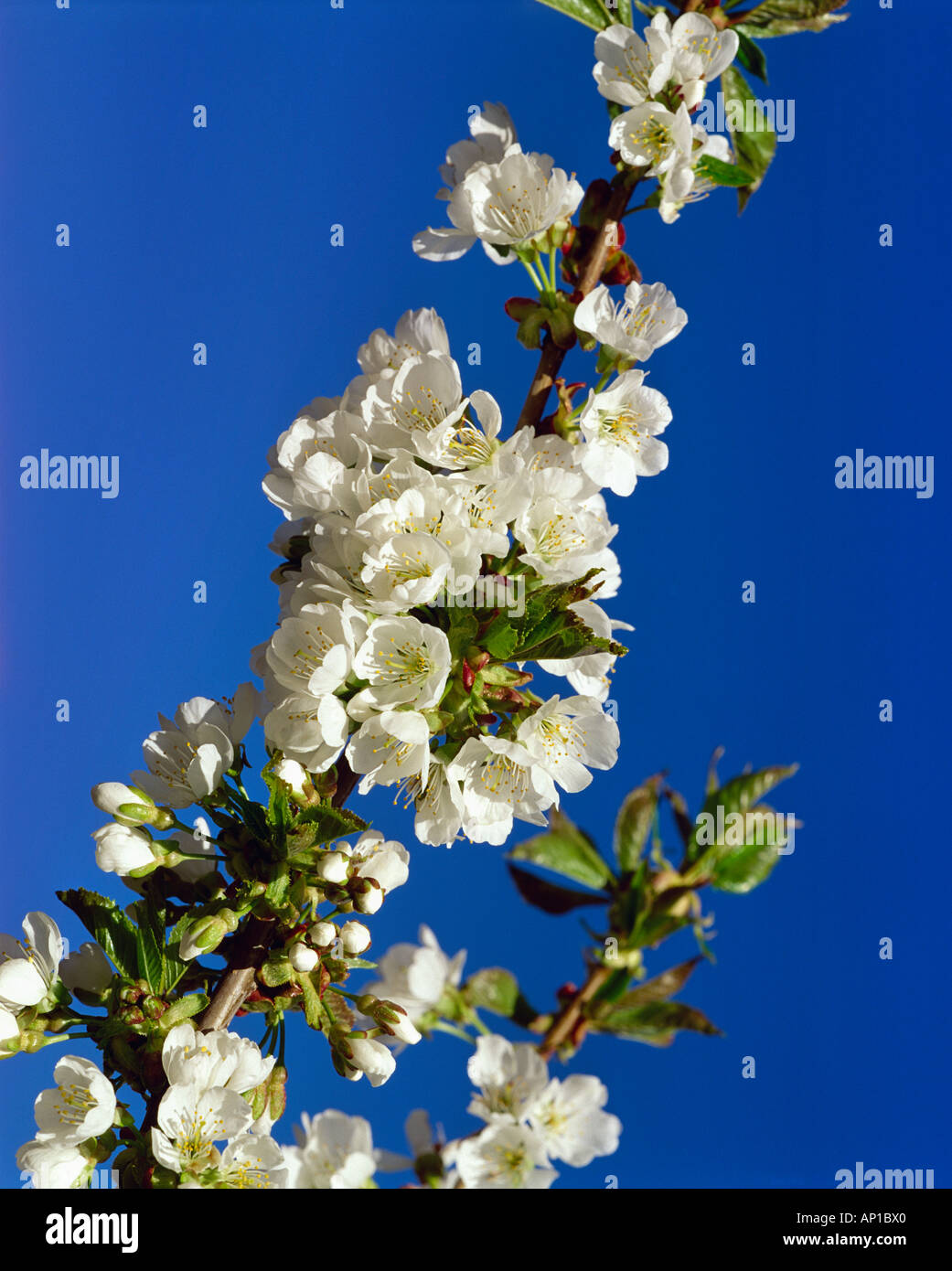 Agricoltura - Bing di fiori di ciliegio e blu cielo / Contea di Yakima, Washington, Stati Uniti d'America. Foto Stock