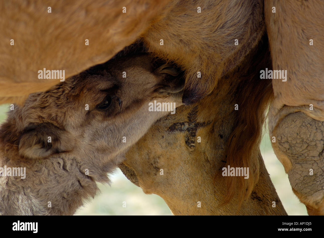 Assistenza infermieristica cammello nel deserto del Kuwait Foto Stock