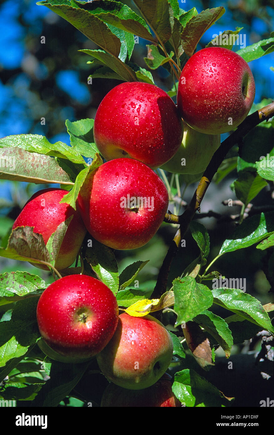 Agricoltura - mature mele MacIntosh sull'albero pronto per il raccolto / Washtenaw County, Michigan, Stati Uniti d'America. Foto Stock