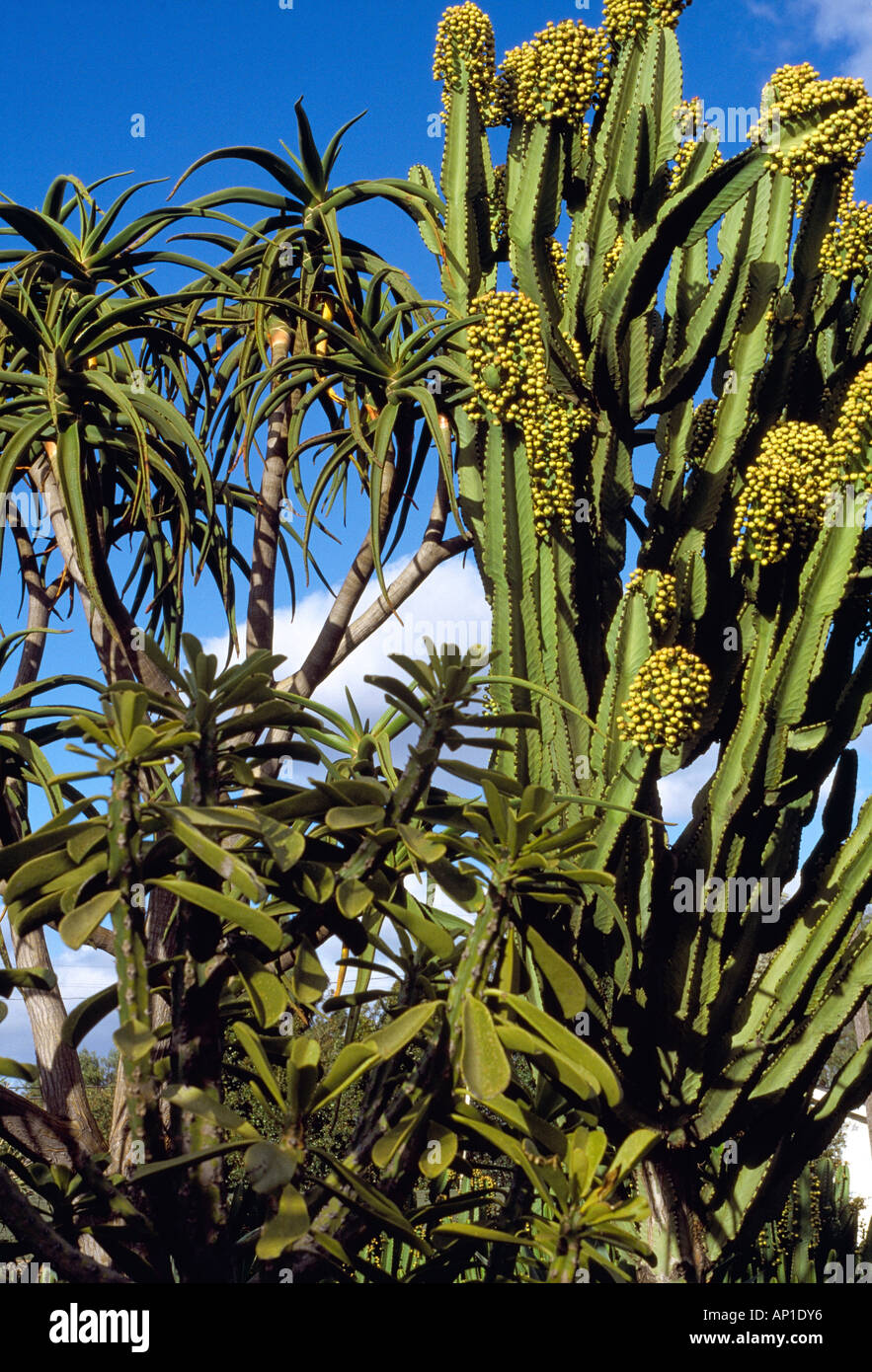 Agricoltura - L E EUFORBIE albero e aloe / San Diego, California, USA. Foto Stock