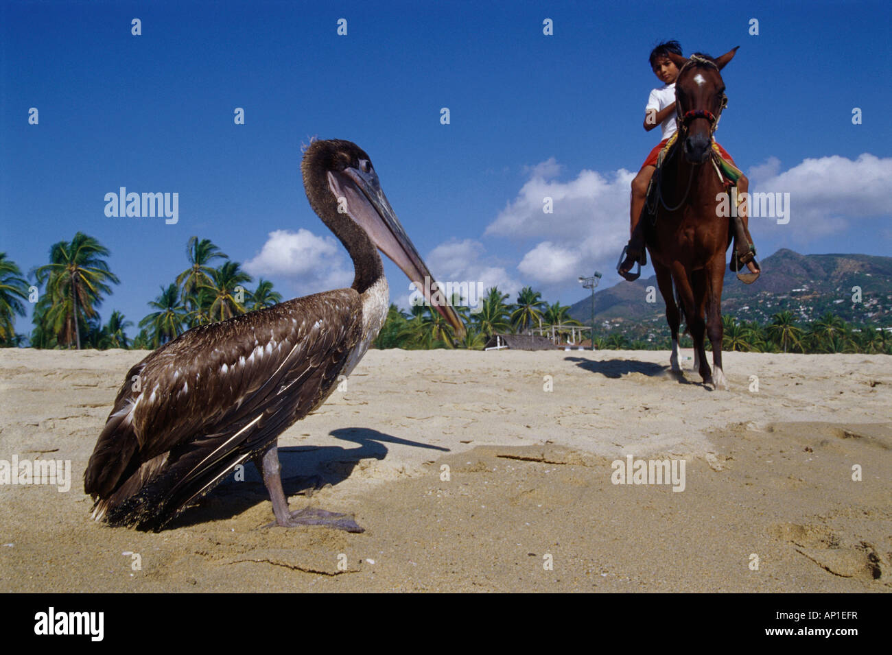 Pelican sulla spiaggia, ragazzo di equitazione in background, Pie de la Cuesta, vicino a Acapulco, Messico, America Foto Stock