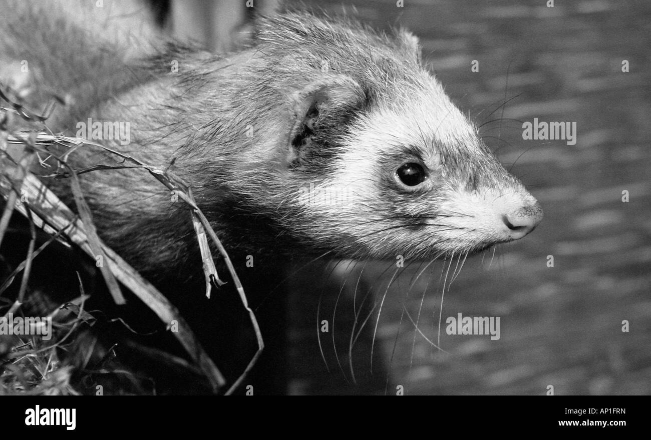 Il Pet Polecat Ferret guardando fuori della scatola. Foto Stock